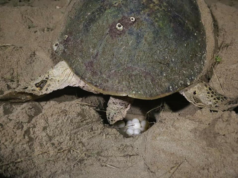 Tartaruga marinha deposita ovos em praia do Piauí